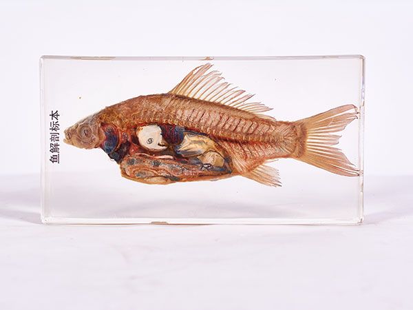 鱼解剖标本（包埋）