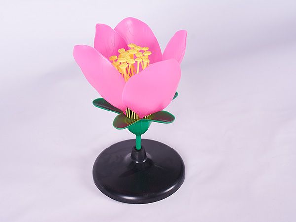 桃花模型