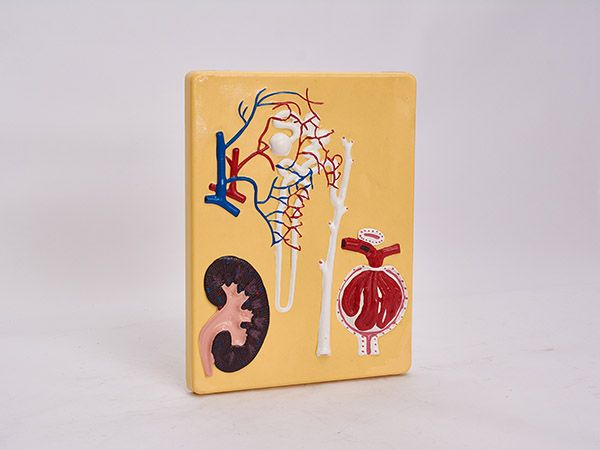 肾单位、肾小体模型