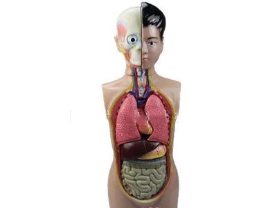 少年人体半身模型