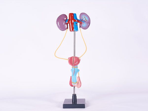 男性泌尿生殖系统模型