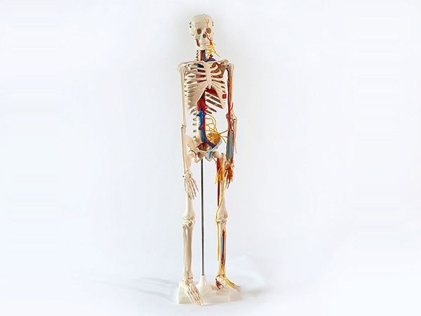 人体骨骼附血管