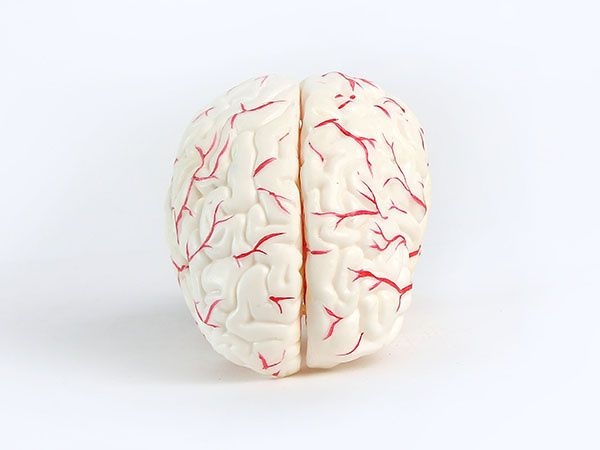 脑解剖模型