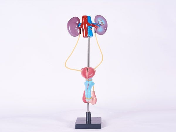 男性泌尿生殖系统模型