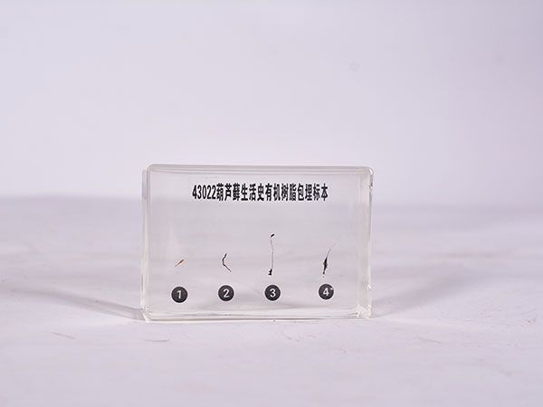 葫芦藓生活史标本（包埋）